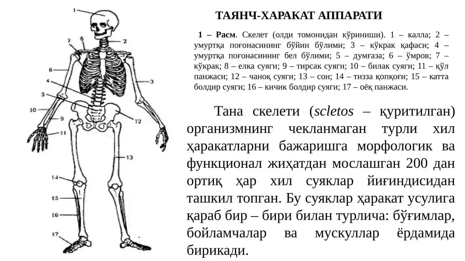 Остеология – скелет тузилиши 3