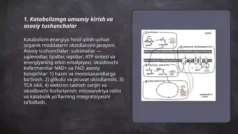 Katabolizmning umumiy yoʻllari 3