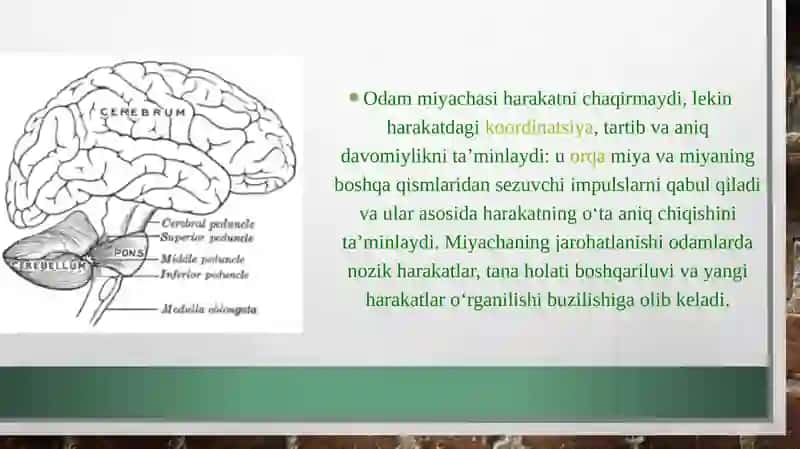 Miyacha rivojlanish anatomiyasi 3