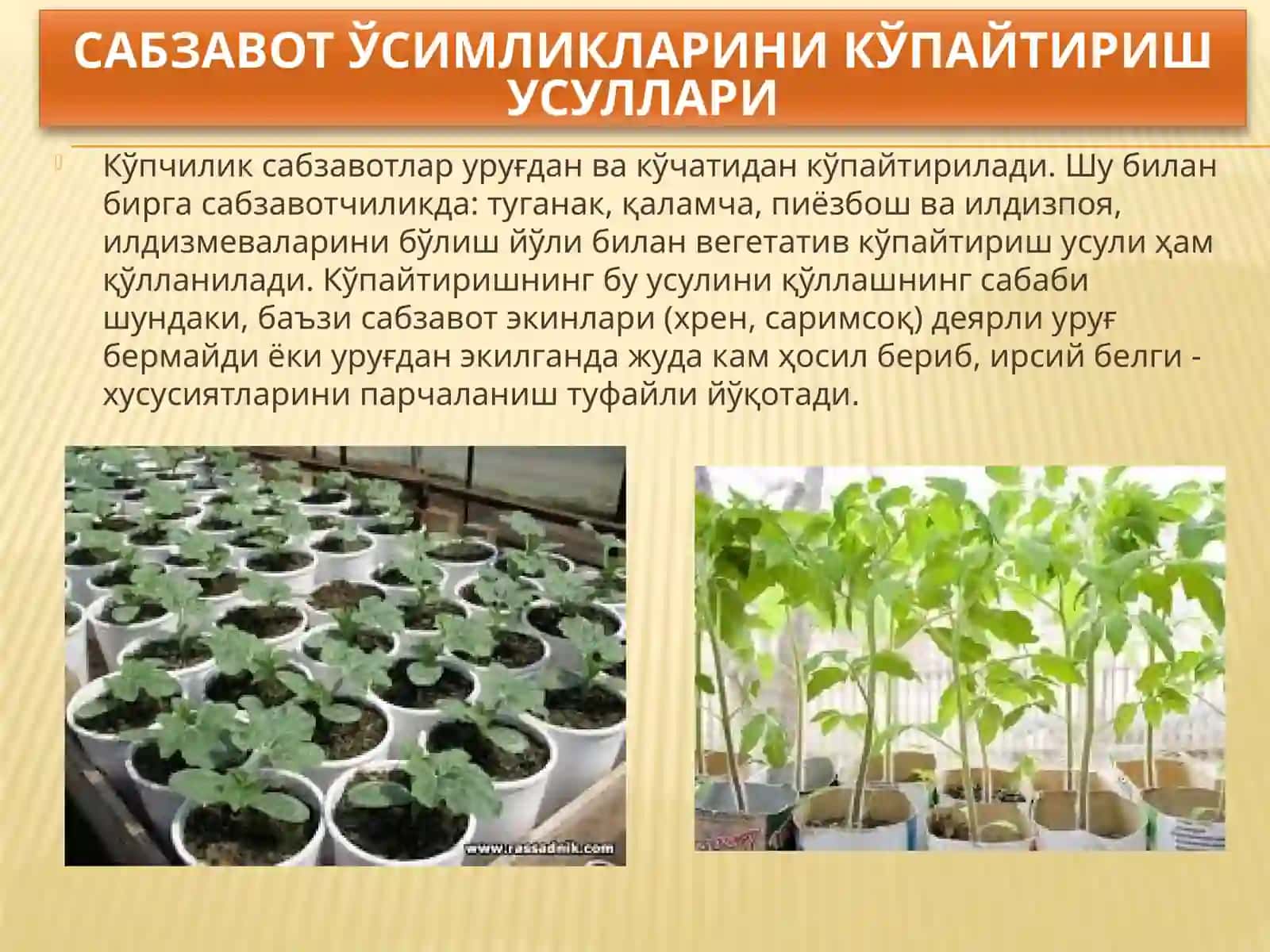 Сабзавот ўсимликларини кўпайтириш усуллари 3