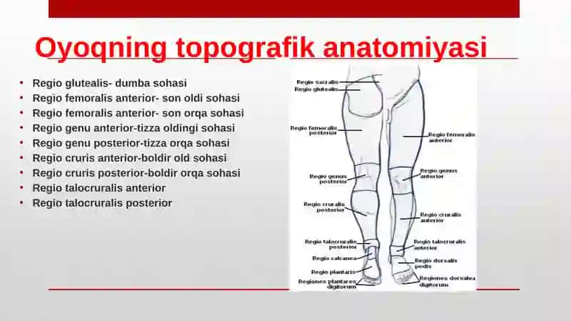 Oyoqning topografik anatomiyasi 3