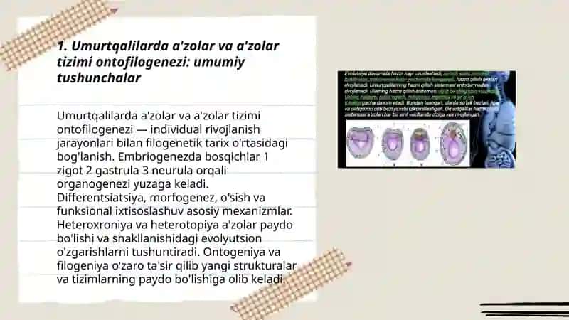 Umurtqalilarda a'zolar va a'zolar tizimi ontofilogenezi 3