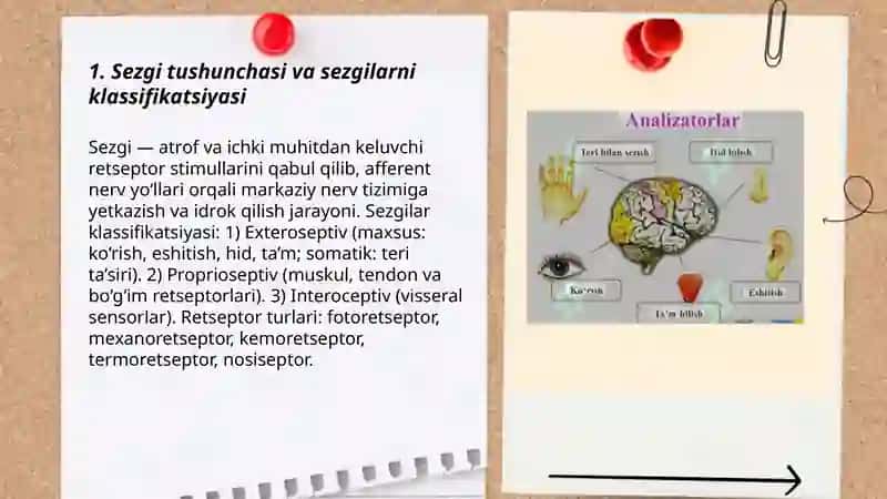 Sezgilar haqida umumiy tushuncha 3