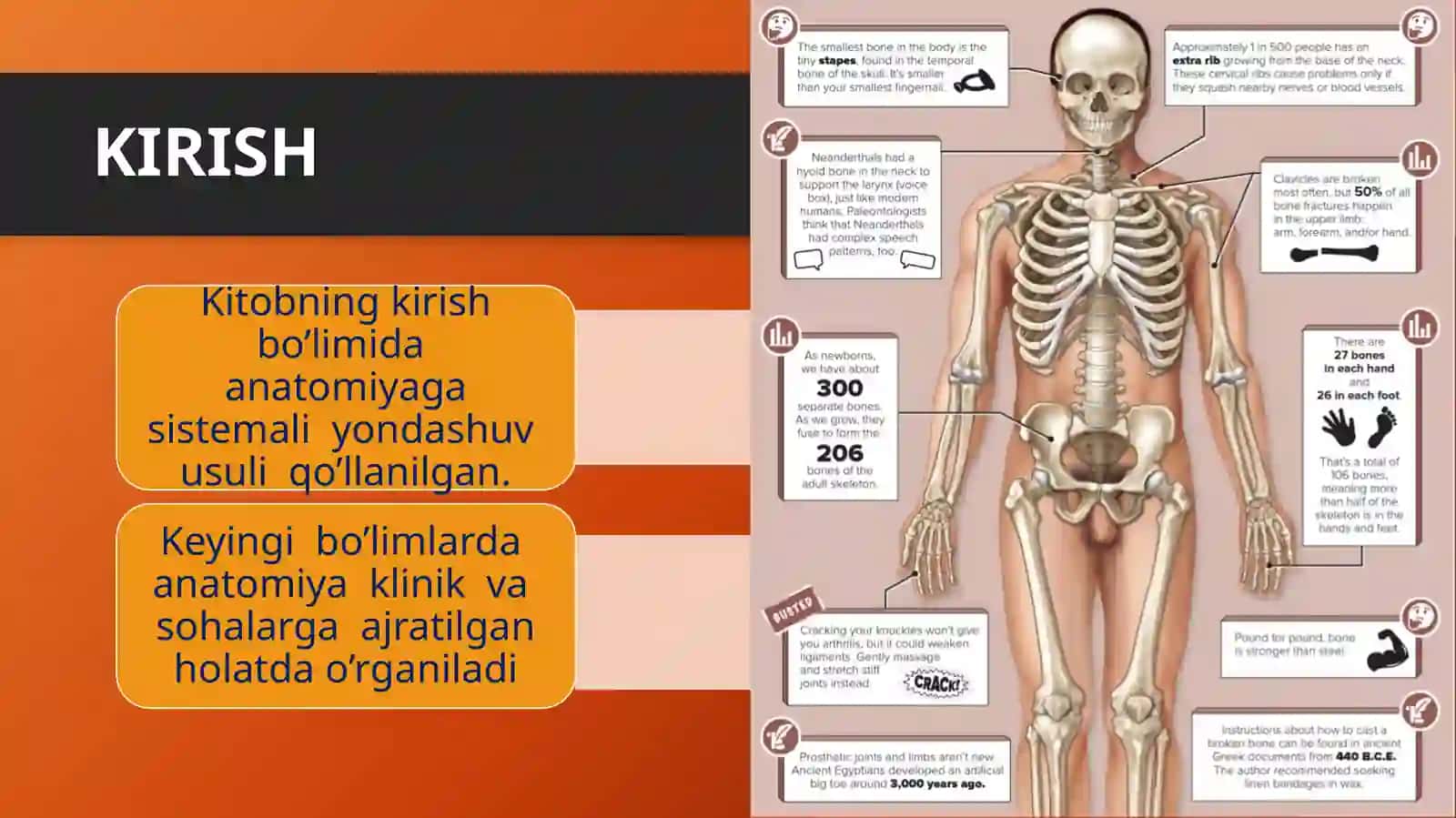 SISTEMATIK ANATOMIYA 3