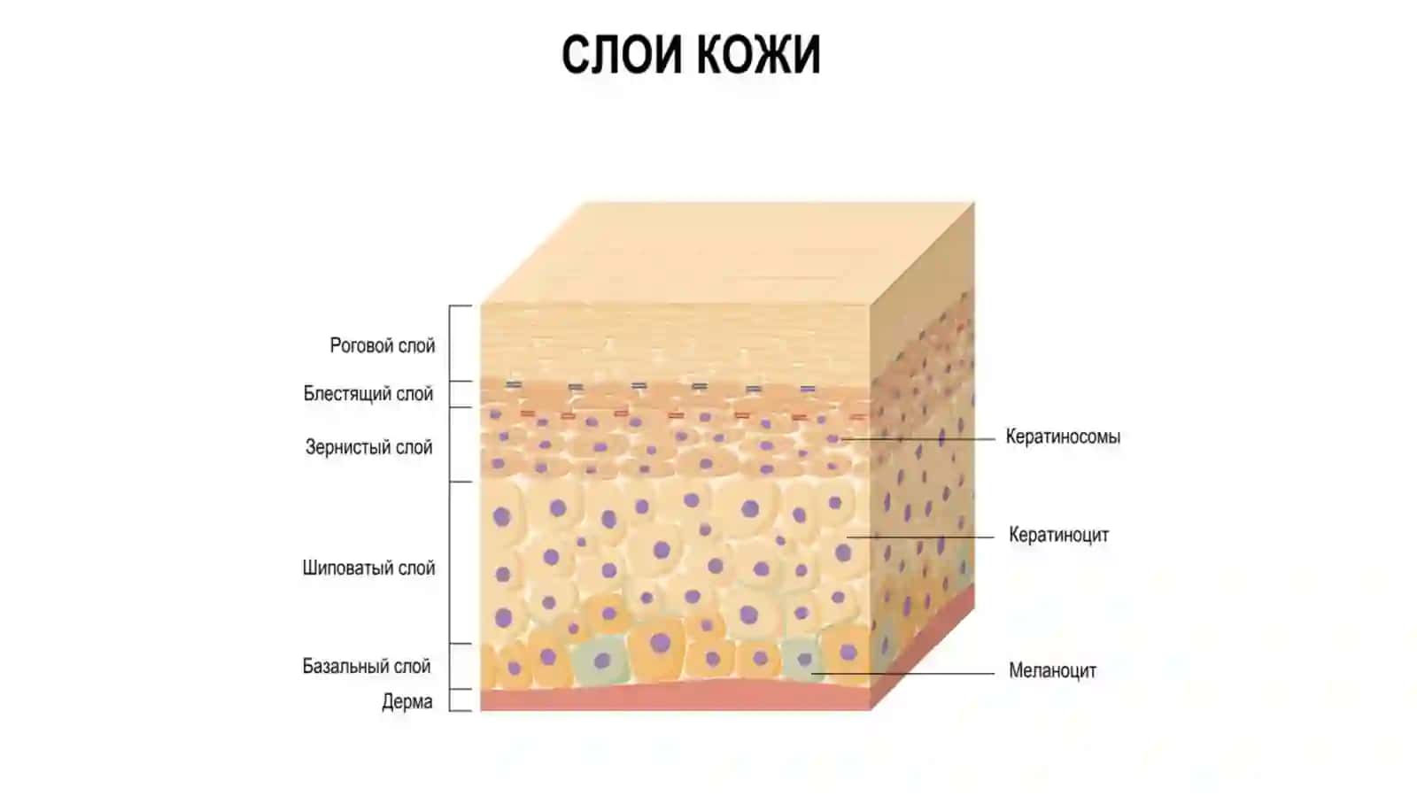 Современные представления о процессах кератинизации 3