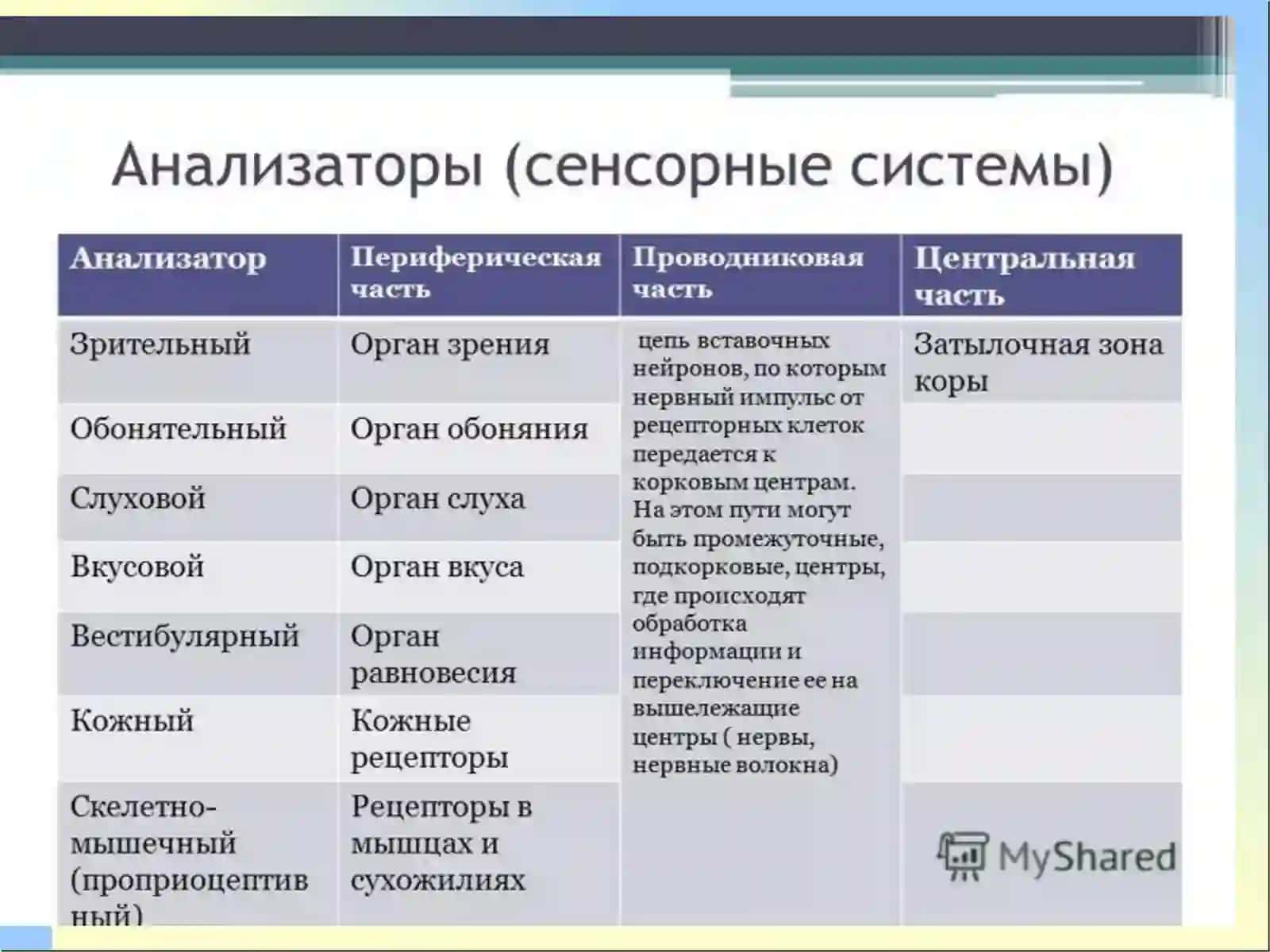 Органы зрения и слуха 3
