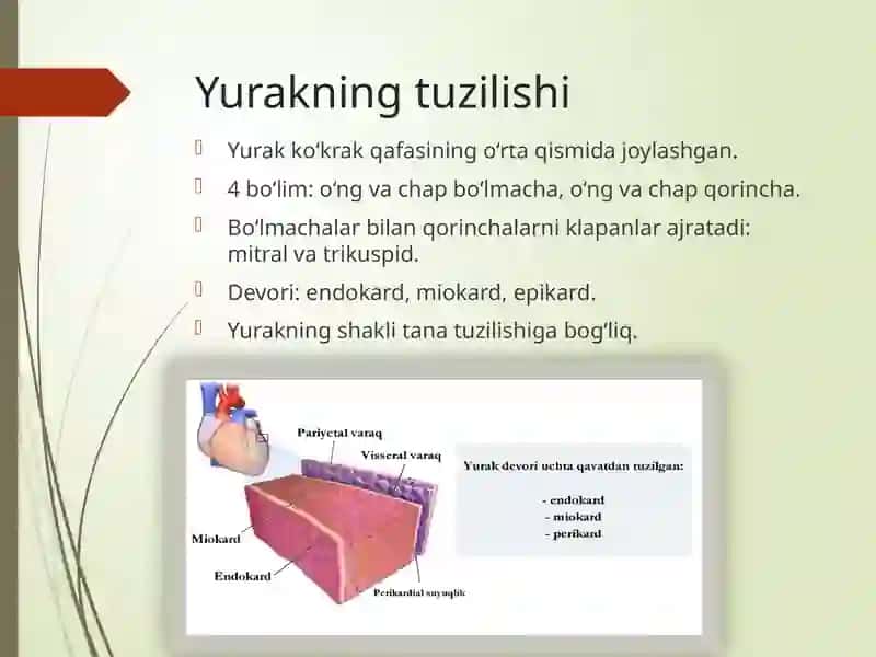 Yurak fiziologiyasi 3