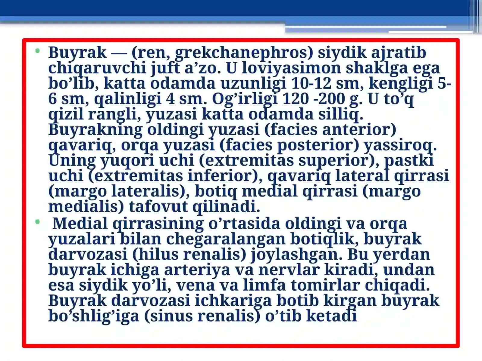 Buyrak va Siydik Anatomiya 3