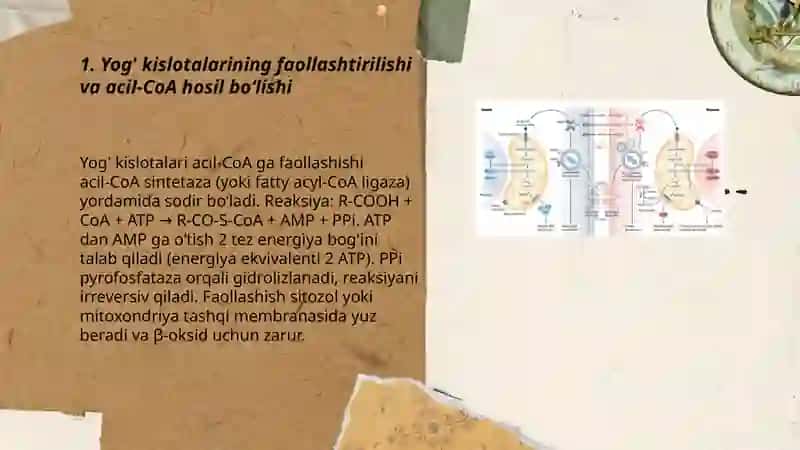 Lipidlarning oraliq almashinuvi 3