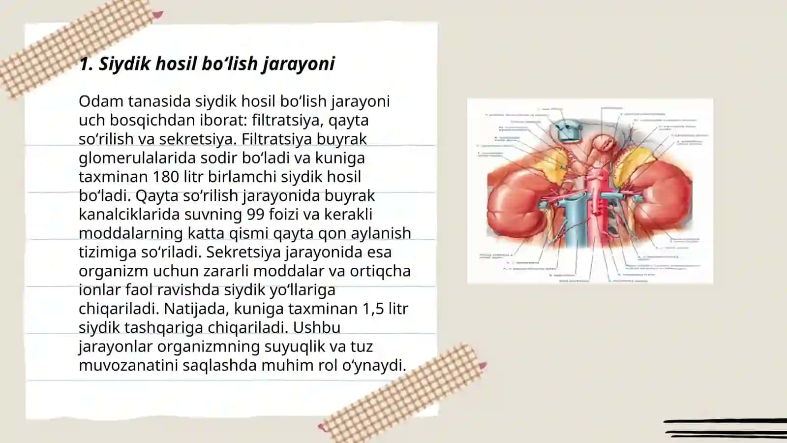 Siydik hosil boʻlish mehanizimi 3