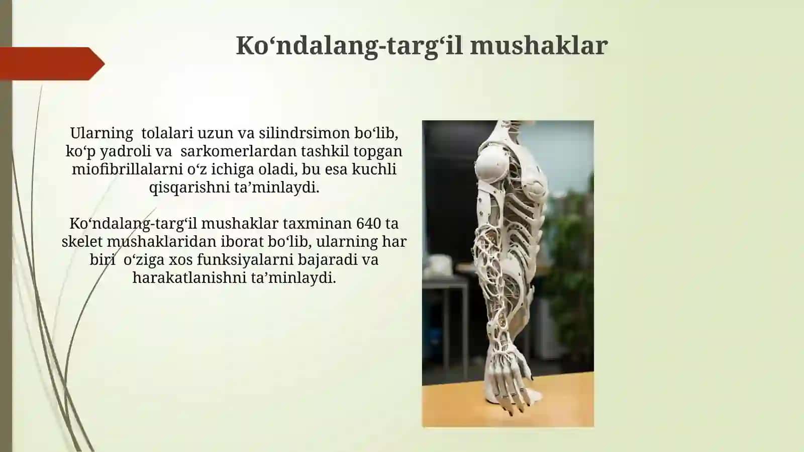 Koʻndalang-targʻil mushaklar 3