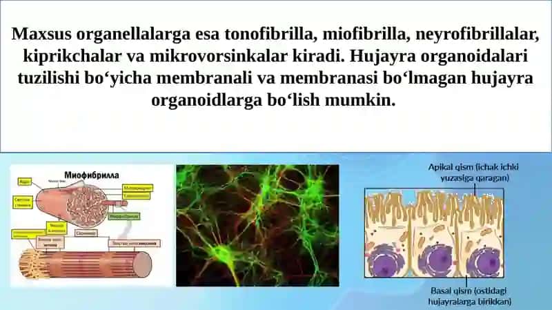 Hujayraning asosiy organoidlari 3