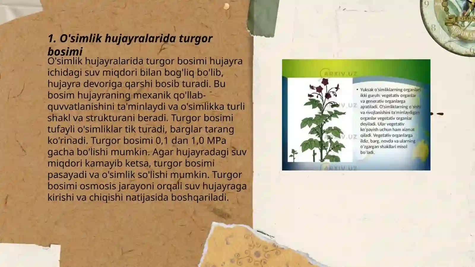 O'simliklarda turgorlik holati 3