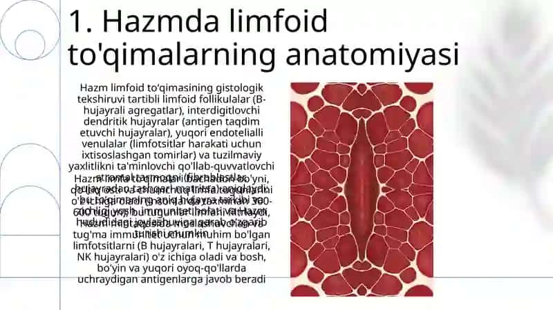 Hazm nayining limfoid tuzulmalari 3