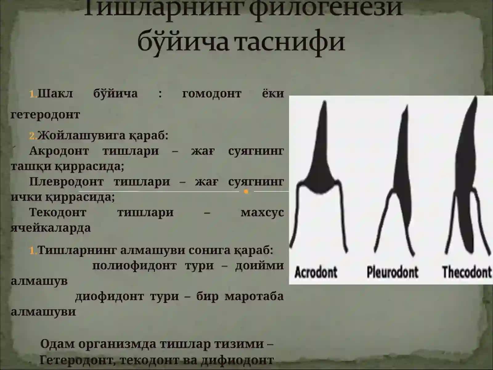 Тишларнинг хусусий анатомияси 3