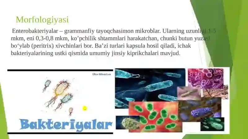 Ichak bakteriyalari oilasiga mansub mikroblar 3