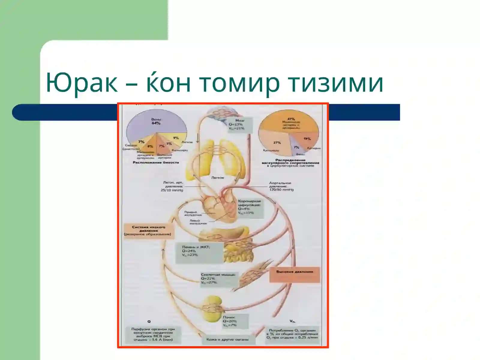 Томирлар тизими патофизиологияси 3