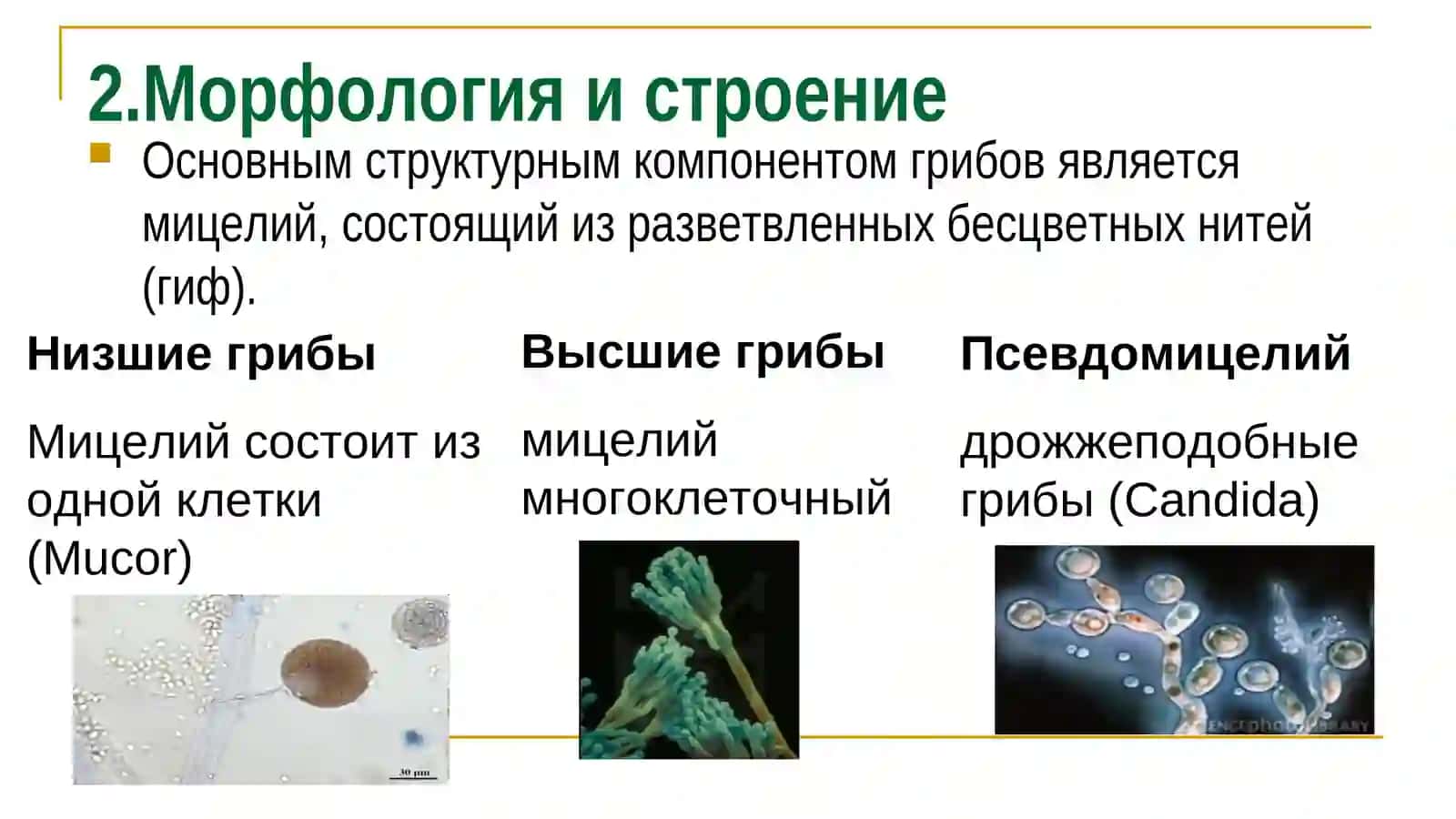 Грибоги Микроскопия и морфология 3