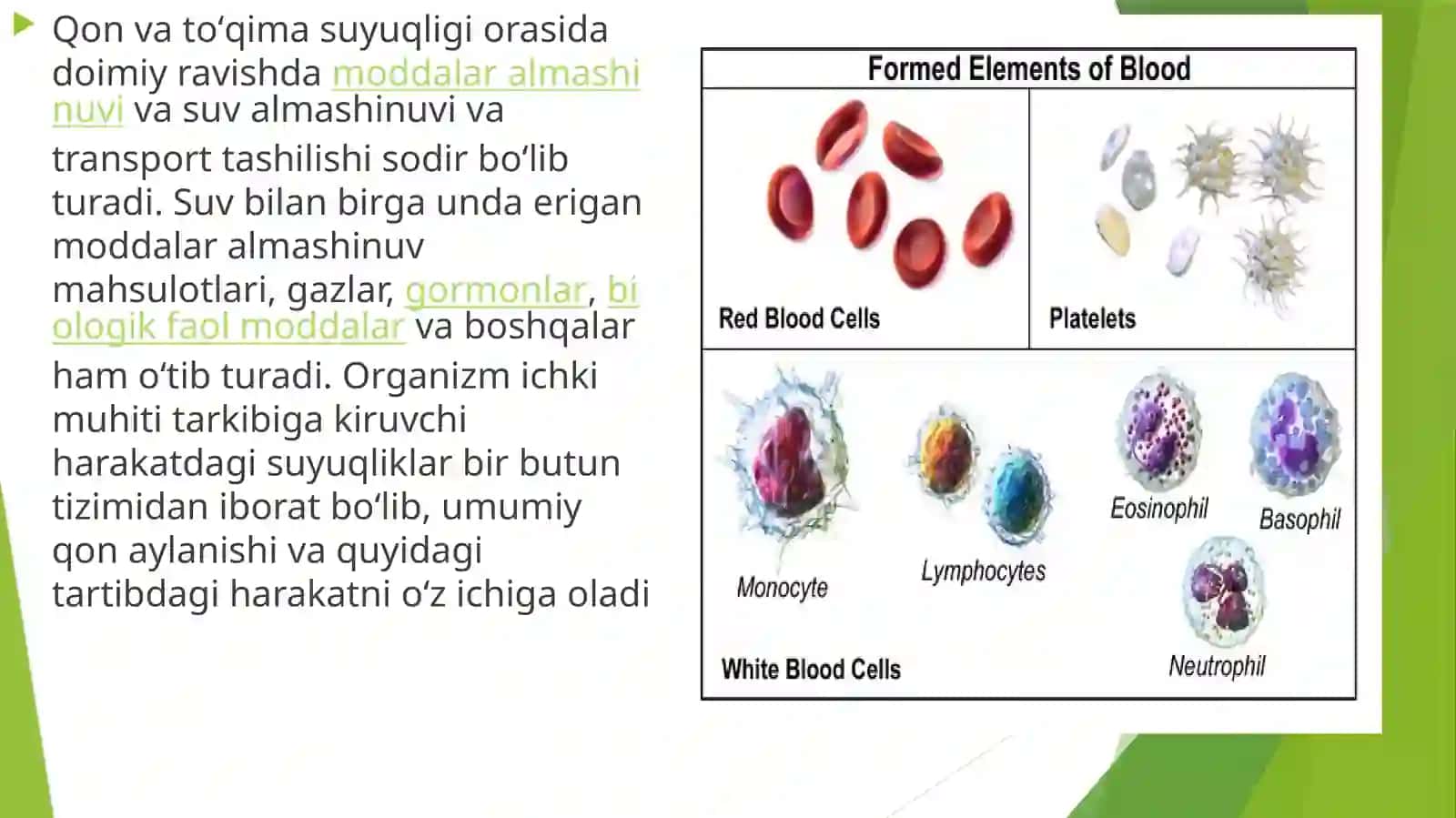 Organizm Ichki Muhitini To'qima Suyuqlik, Qon va Limfa 3