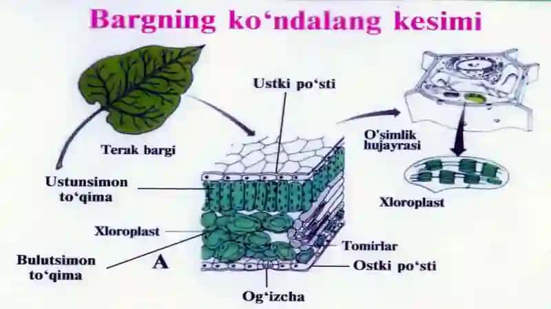 BARGLARNING ICHKI TUZULISHI 3