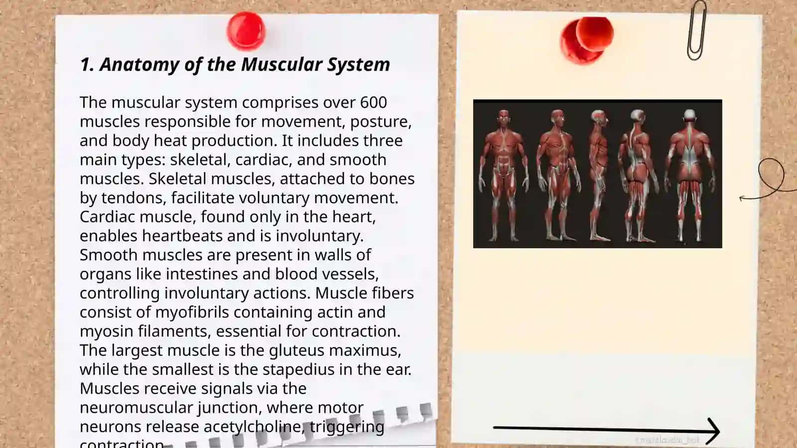 Muscular system of a human being 3