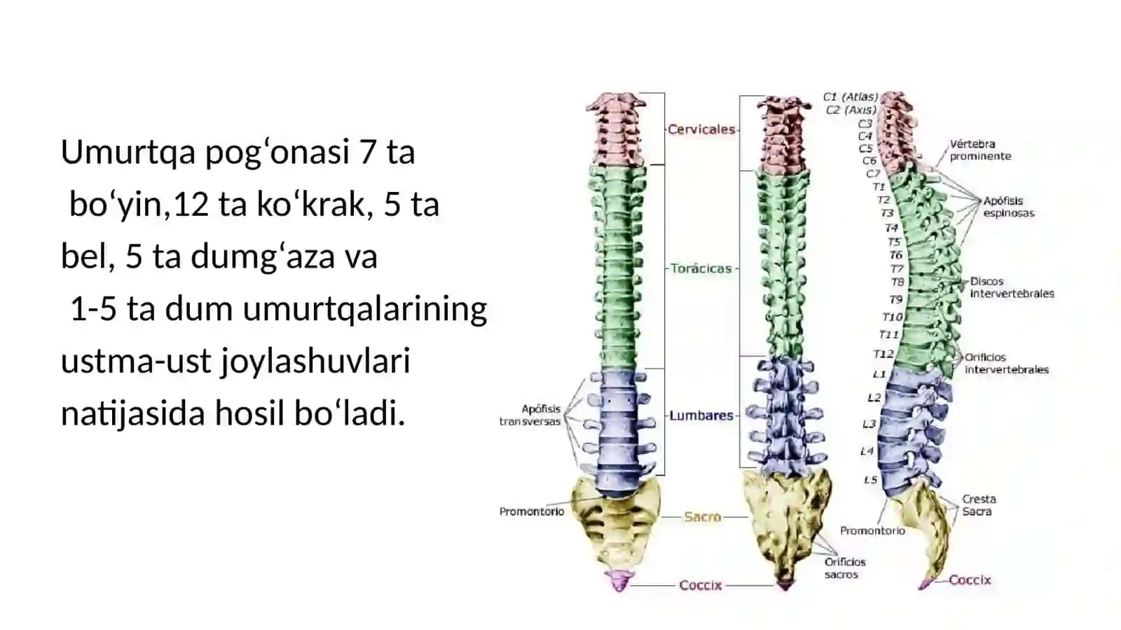 Umurtqa po'g'onasini patologiyalari ni operativ davolash usullari 3
