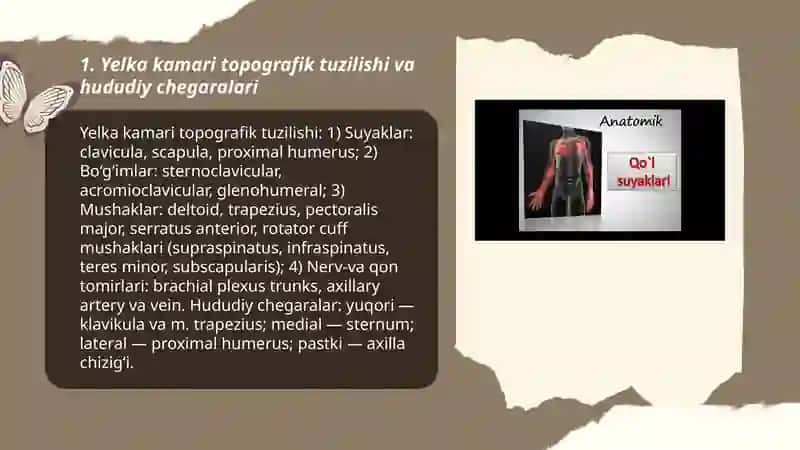 Qo‘lning topografik anatomiyasi 3
