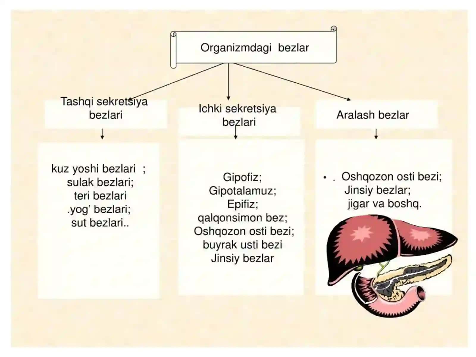 ENDOKRIN TIZIM A’ZOLARI 3
