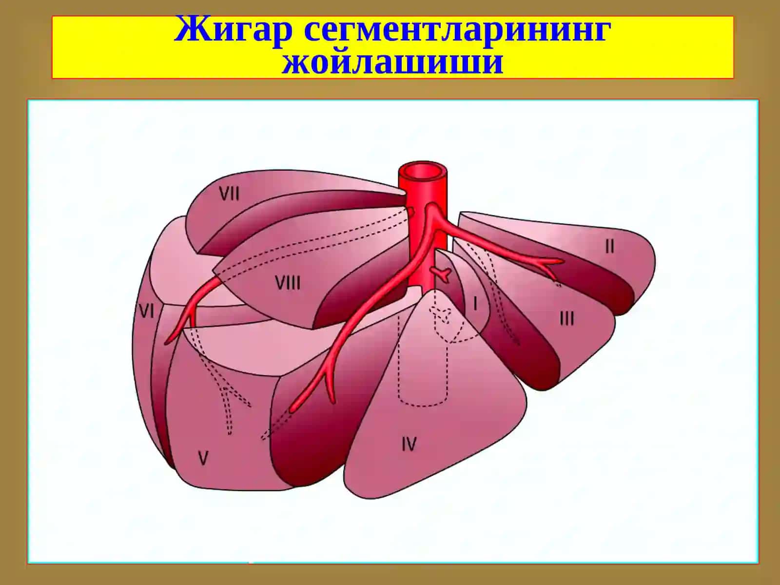 Жигар хирургик касалликлари 3