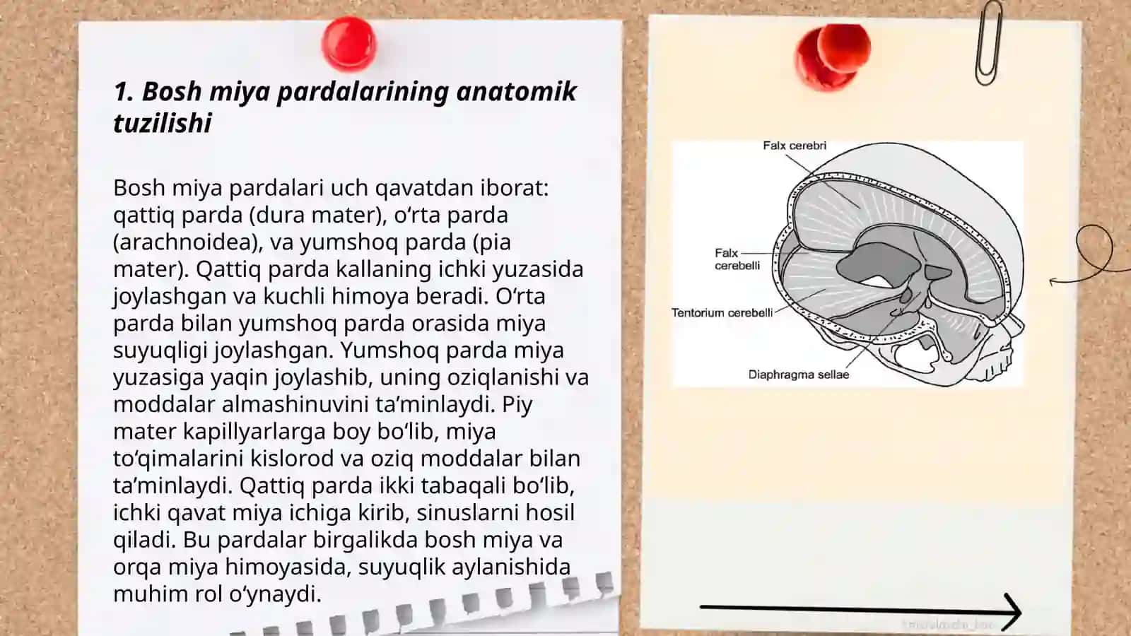 Bosh miya pardalarining vena boshliqlari va sisternalari.Orqa miya suyuĝi: xosil bòlishi,tarkibi,sirkulyasiyasi,klinik ahamiyati.Likvorodinamika 3