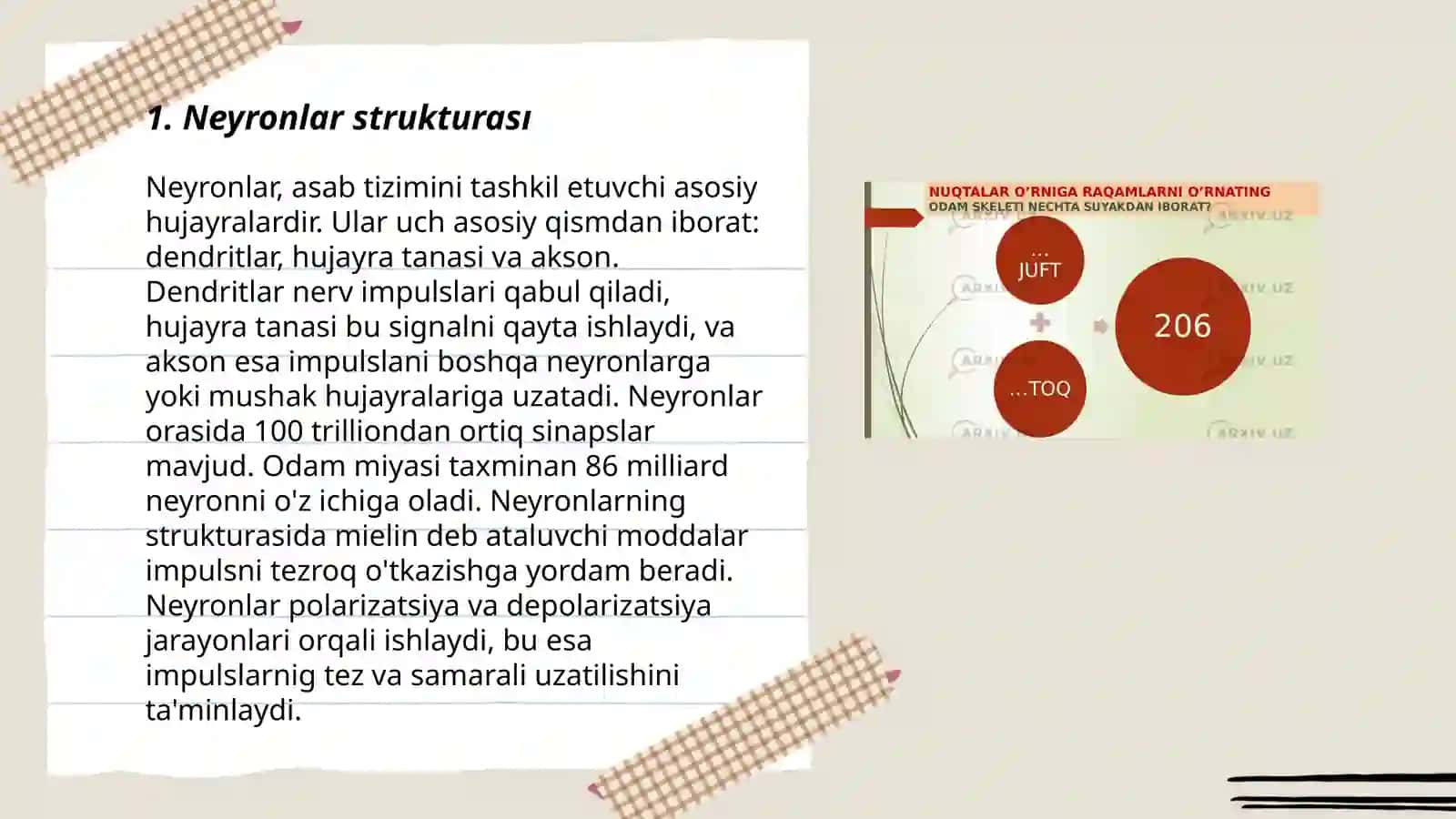 Neyronlar strukturası 3