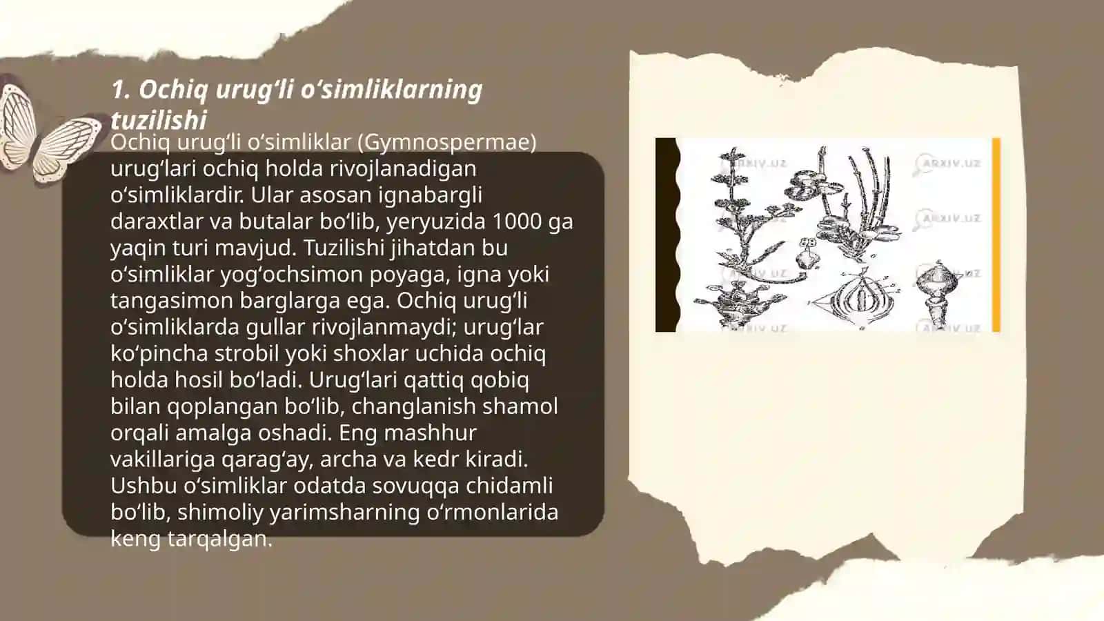 Ochiq urugʻli oʻsimliklar boʻlimi 3