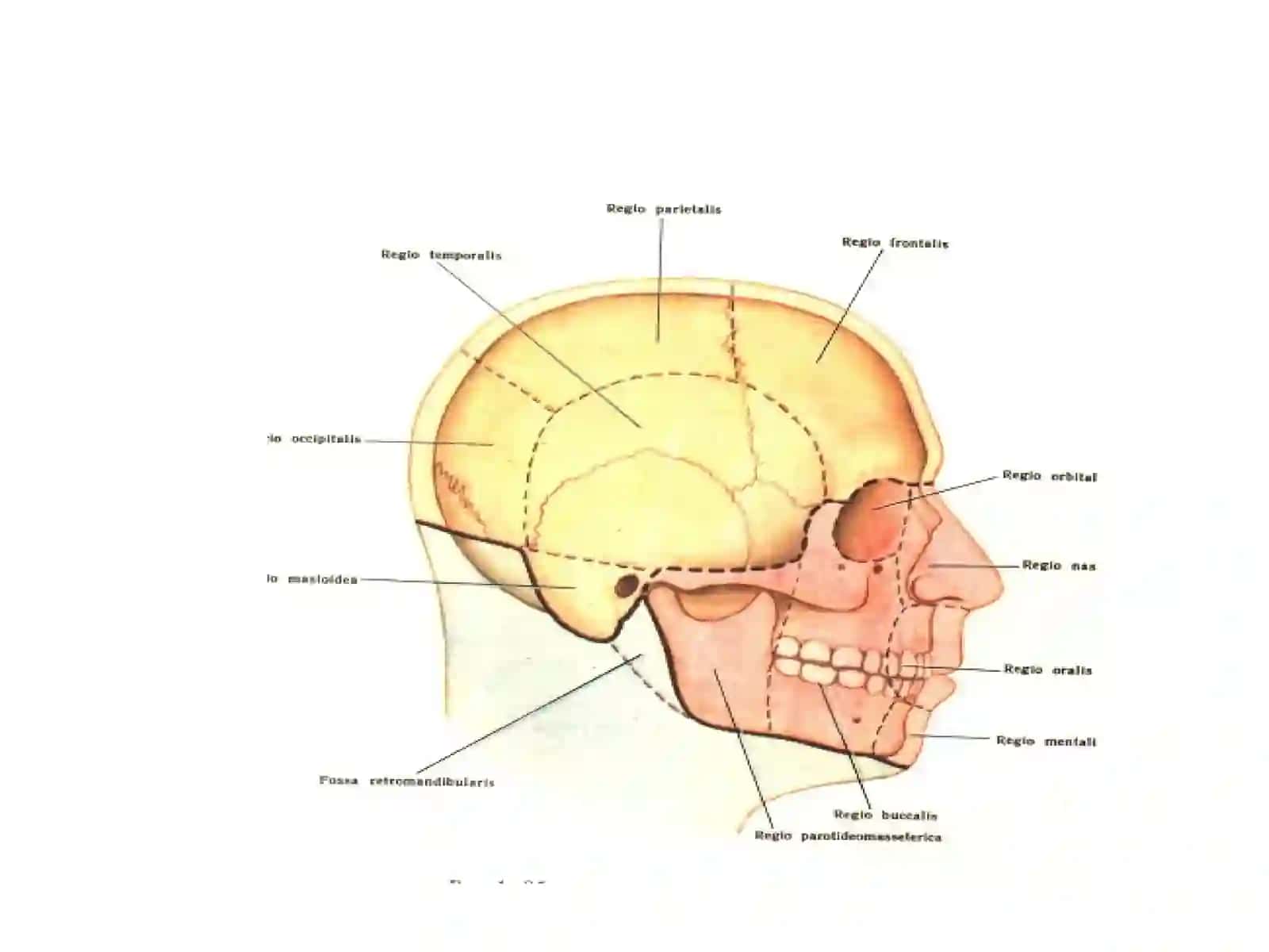 Бошнинг топографик анатомияси 3