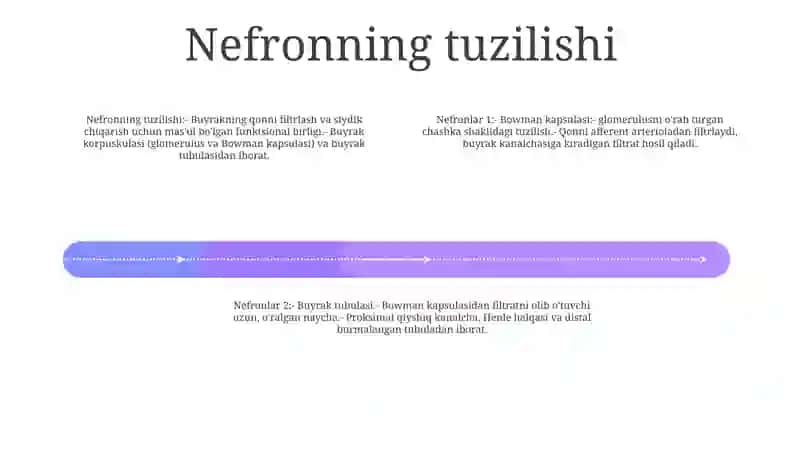 Nefronlar 3