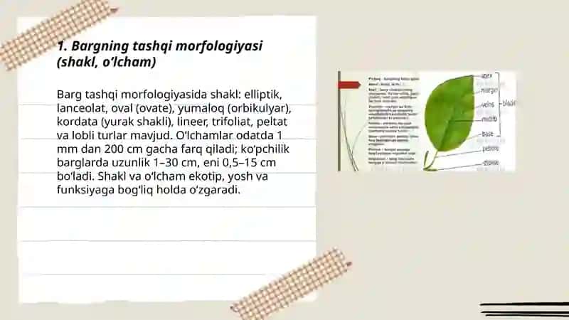Barg morfologik tuzilishi 3