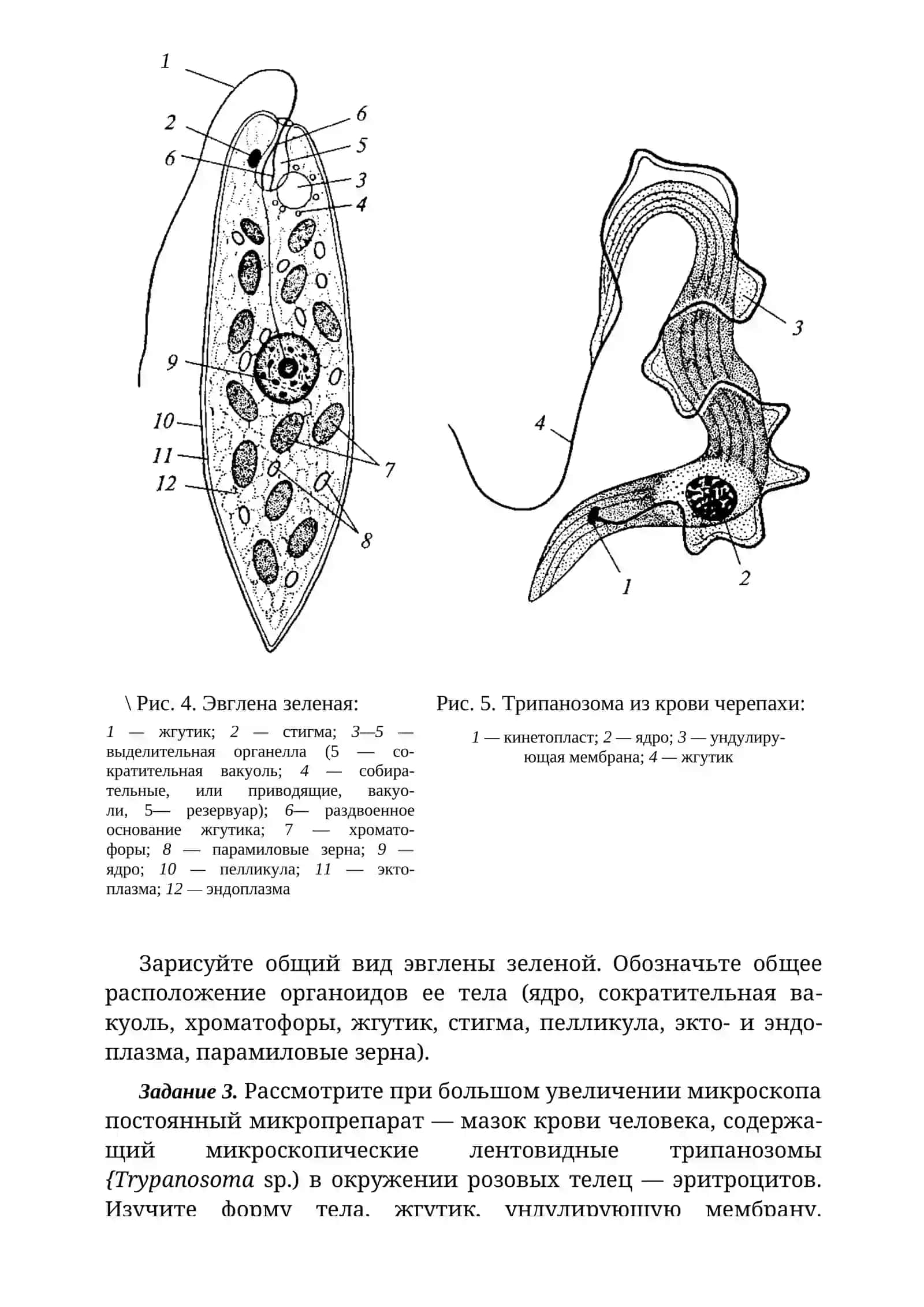 ОСОБЕННОСТИ СТРОЕНИЯ ЖГУТИКОВЫХ 3
