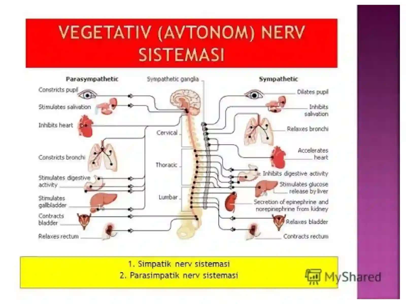 Vegetativ asab tizimining anatomiyasi toʻliq 3
