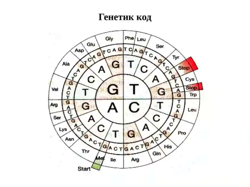Молекуляр биология 3