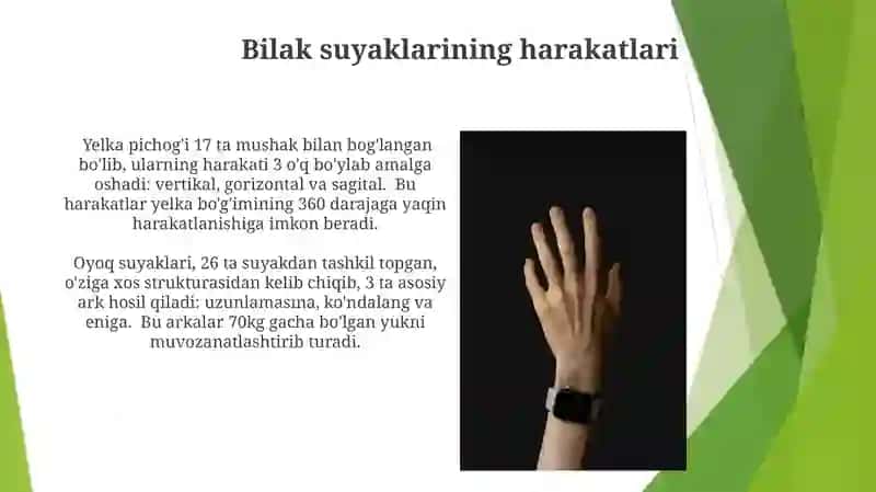 Bilak suyaklari 3