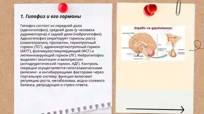 Ендокринная система 3