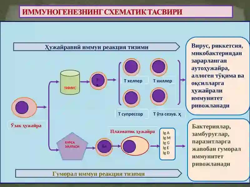 IMMUNOPATHOLOGIC JARAYONLAR 3