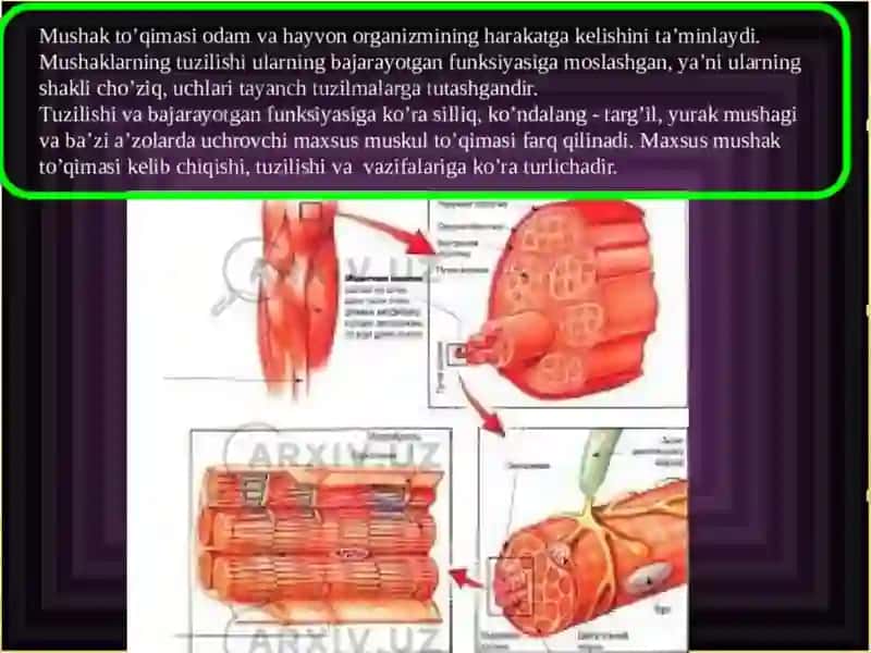 Muskullar fiziologiyasi 3