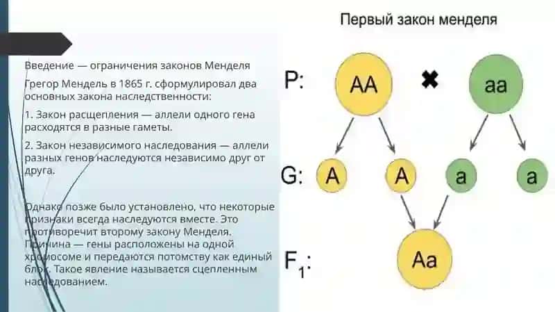 Сцепленное наследование 3
