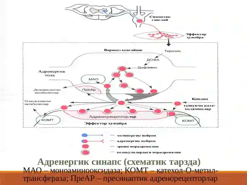 АДРЕНОМИМЕТИКЛАР СИМПАТОМИМЕТИКЛАР 3