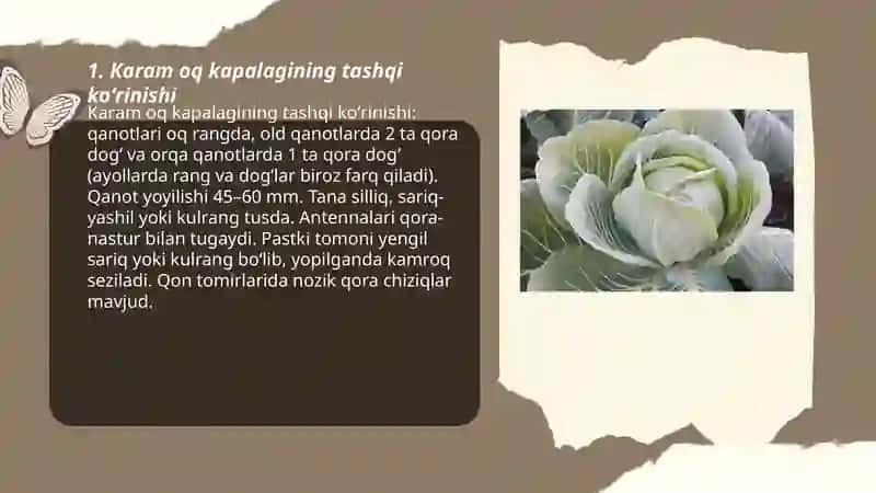 Karam oq kapalagi 3