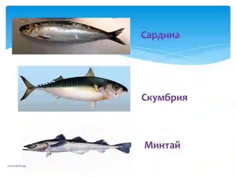 Баликчилик хўжалиги СХМ қатнашувчиси 3