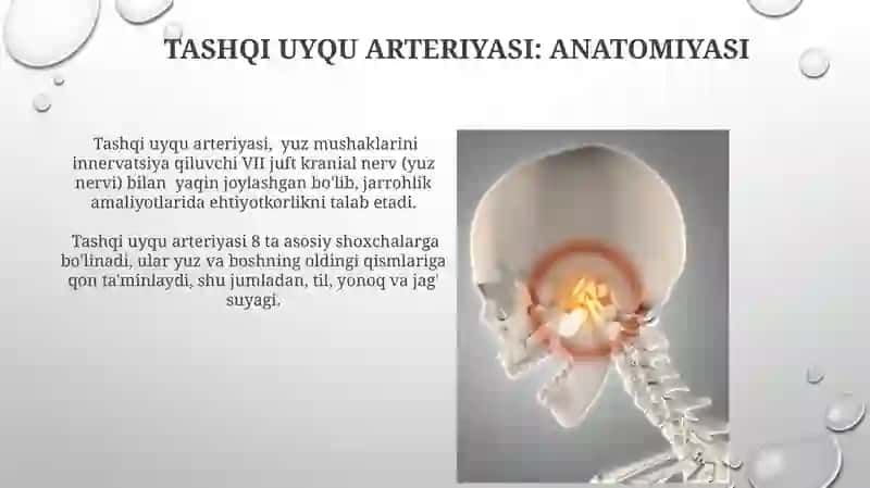 Tashqi uyqu arteriyasi 3