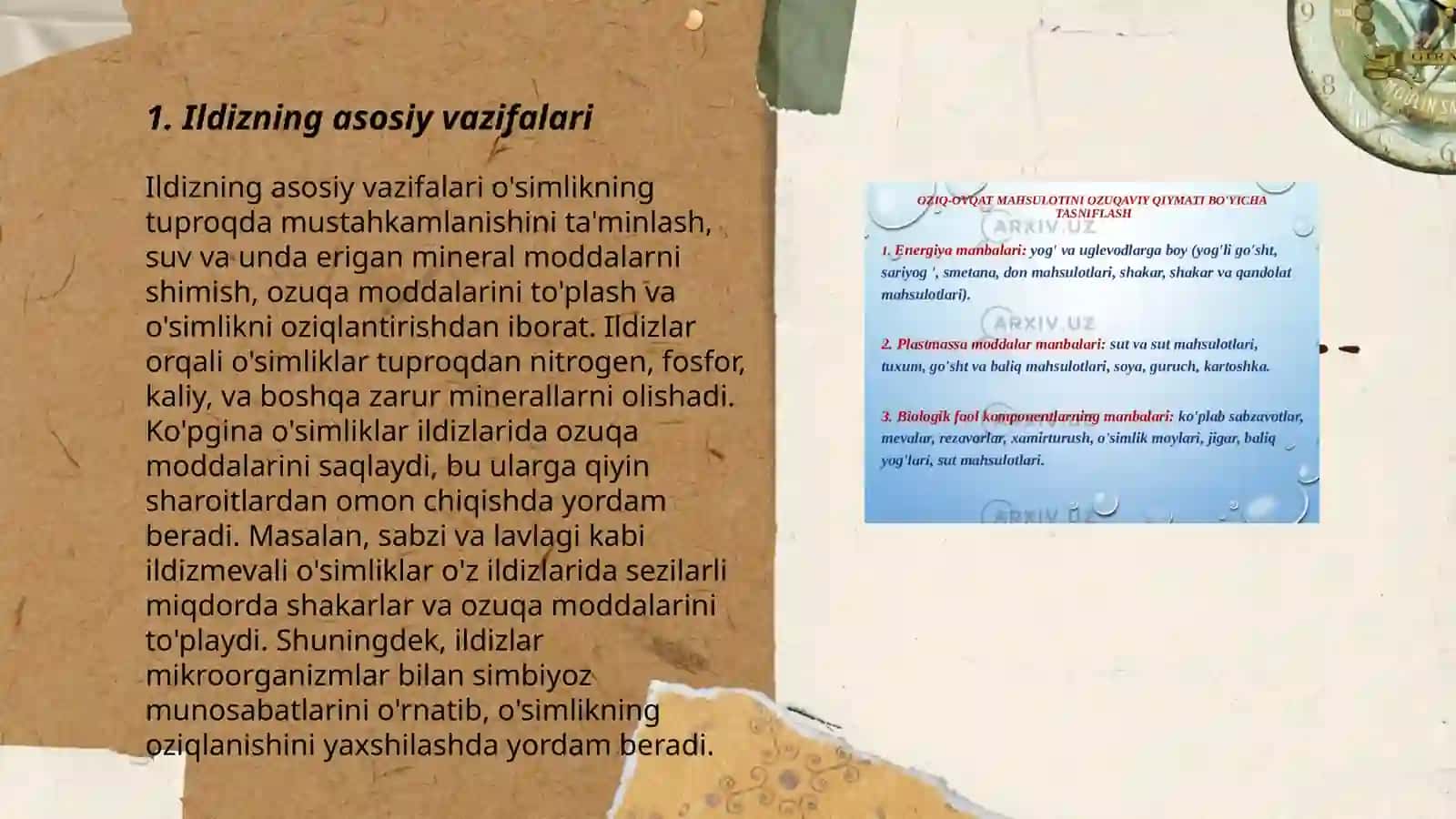 Ildiz tuzilishi va turlari 3