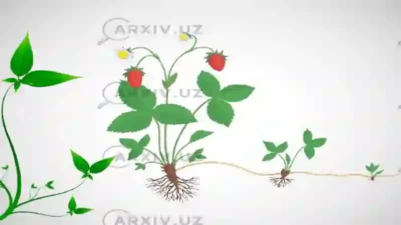 Gul o‘simliklarnig Generativ ko‘payish organi 3