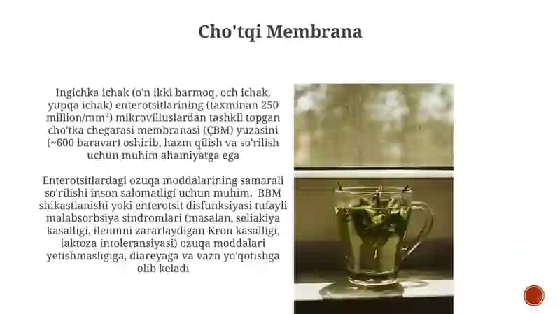 Cho'tqi Membrana 3